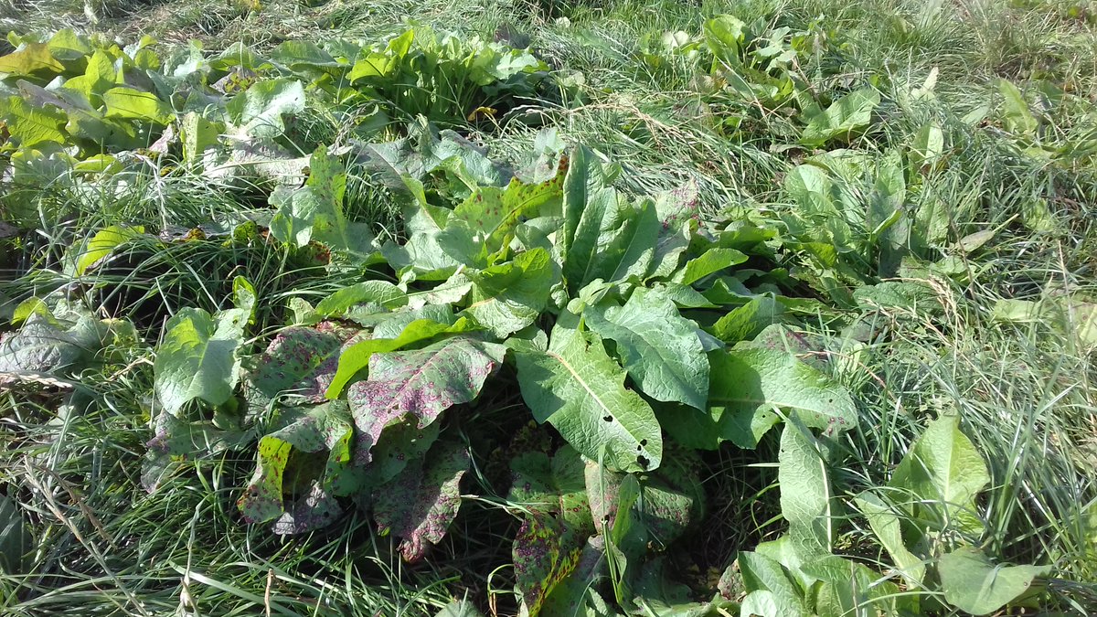 ADAS (@adasgroup) on Twitter photo Are #thistles and #docks a problem in your fields?🌱
Mechanical topping now, just before flowering🌼, is the most effective way to control numbers without using chemicals, advises ADAS Principal Weed Scientist <a href="/lynntatnell1/">Lynn Tatnell</a> in <a href="/FarmersWeekly/">Farmers Weekly</a> 🚜
➡️ fwi.co.uk/arable/crop-ma… Are #thistles and #docks a problem in your fields?🌱
Mechanical topping now, just before flowering🌼, is the most effective way to control numbers without using chemicals, advises ADAS Principal Weed Scientist <a href="/lynntatnell1/">Lynn Tatnell</a> in <a href="/FarmersWeekly/">Farmers Weekly</a> 🚜
➡️ fwi.co.uk/arable/crop-ma…