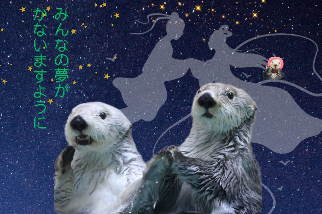 鳥羽水族館 メイちゃん　キラちゃん　マリンワールド リロくん　ラッコ写真集 鳥羽水族館 メイちゃん キラちゃん マリンワールド リロくん