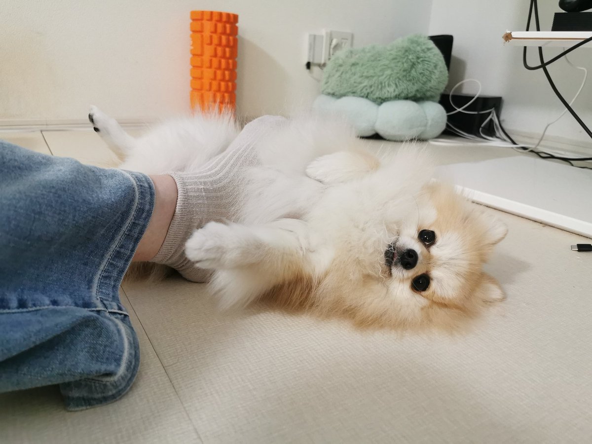 いもうとんちのすずめちゃんは踏まれるのがすき😂
足元にコロンと転がってくる😂