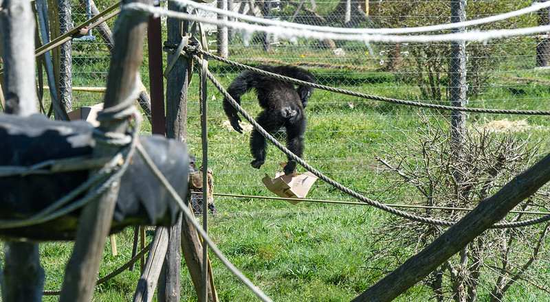MONA_UK's tweet image. It’s amazing to see chimpanzees showing off their strength. This jump is Bongo’s.
mona-uk.org