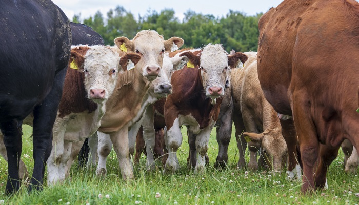 Teagasc (@teagasc) on Twitter photo Cattle farmers, whether suckler or dairy, have been given another opportunity to join the National Genotyping Programme.
Find out more here bit.ly/4nBPzli
<a href="/TeagascBeef/">Teagasc Beef</a> <a href="/TeagascDairy/">Teagasc Dairy</a> Cattle farmers, whether suckler or dairy, have been given another opportunity to join the National Genotyping Programme.
Find out more here bit.ly/4nBPzli
<a href="/TeagascBeef/">Teagasc Beef</a> <a href="/TeagascDairy/">Teagasc Dairy</a>