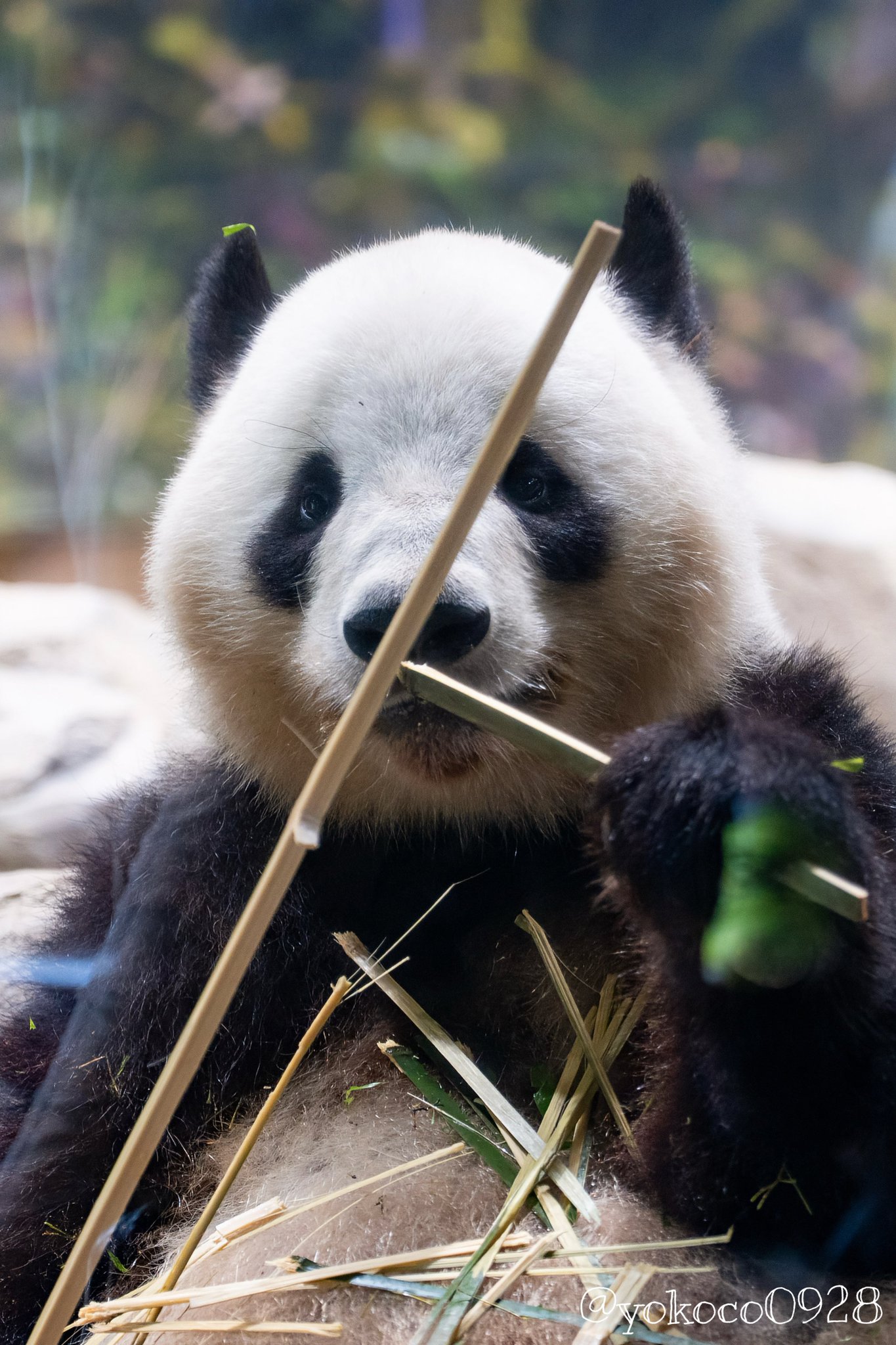 よここ🐼 on X: 