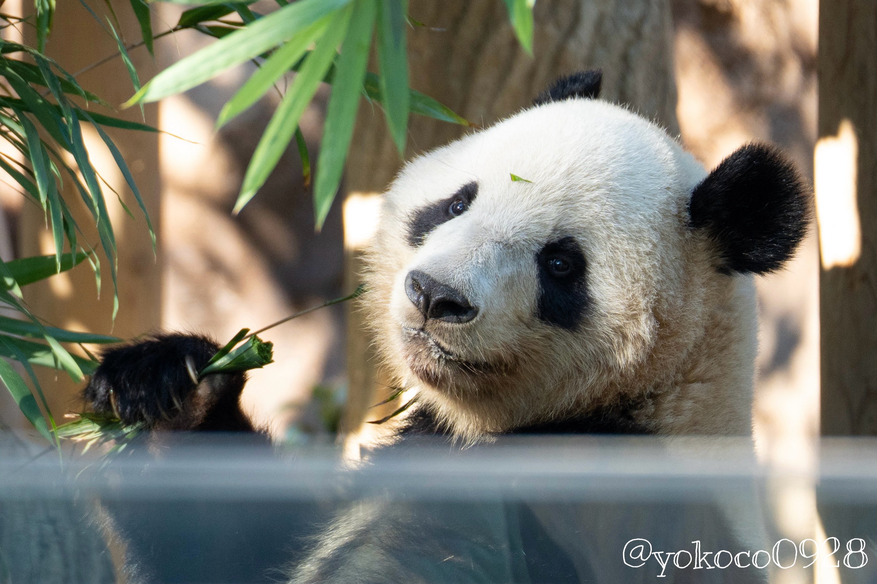 よここ🐼 on X: 