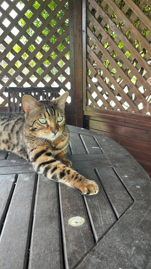 VigiPets.fr (@vigipets) on Twitter photo 🟠 🐱 Chat perdu le 02/07/2025 à Ponthoile (80860).
Race : Bengal / Âge : 6 an(s)
Philou / Mâle / Identifié(e) : Oui
☎️ 0663624387
📧 pasquiemarie@gmail.com
#VigiPets #chatperdu #chattrouve #chat #perdu #trouve 🟠 🐱 Chat perdu le 02/07/2025 à Ponthoile (80860).
Race : Bengal / Âge : 6 an(s)
Philou / Mâle / Identifié(e) : Oui
☎️ 0663624387
📧 pasquiemarie@gmail.com
#VigiPets #chatperdu #chattrouve #chat #perdu #trouve