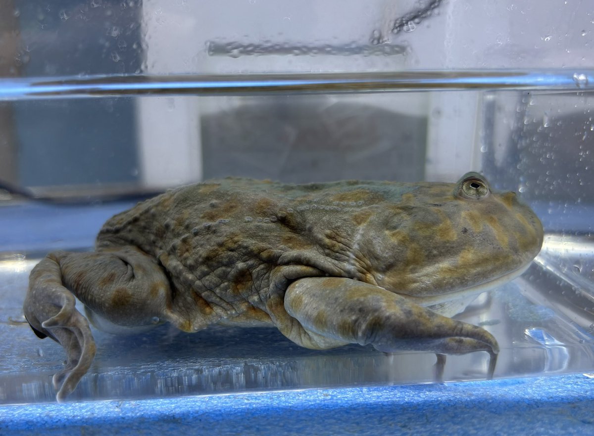 バジェットガエル(マルメタピオカガエル)

大きな口に小さな目がなんとも間抜けで可愛らしいカエルです🐸
目の前に来た物はなんでも食べようとするので、水換えの際はカエルの後ろからいかないと手を食べられます😓
意外と痛いのでご注意を😅

#ペポニ
#ペポニインター店
#バジェットガエル 

深谷
