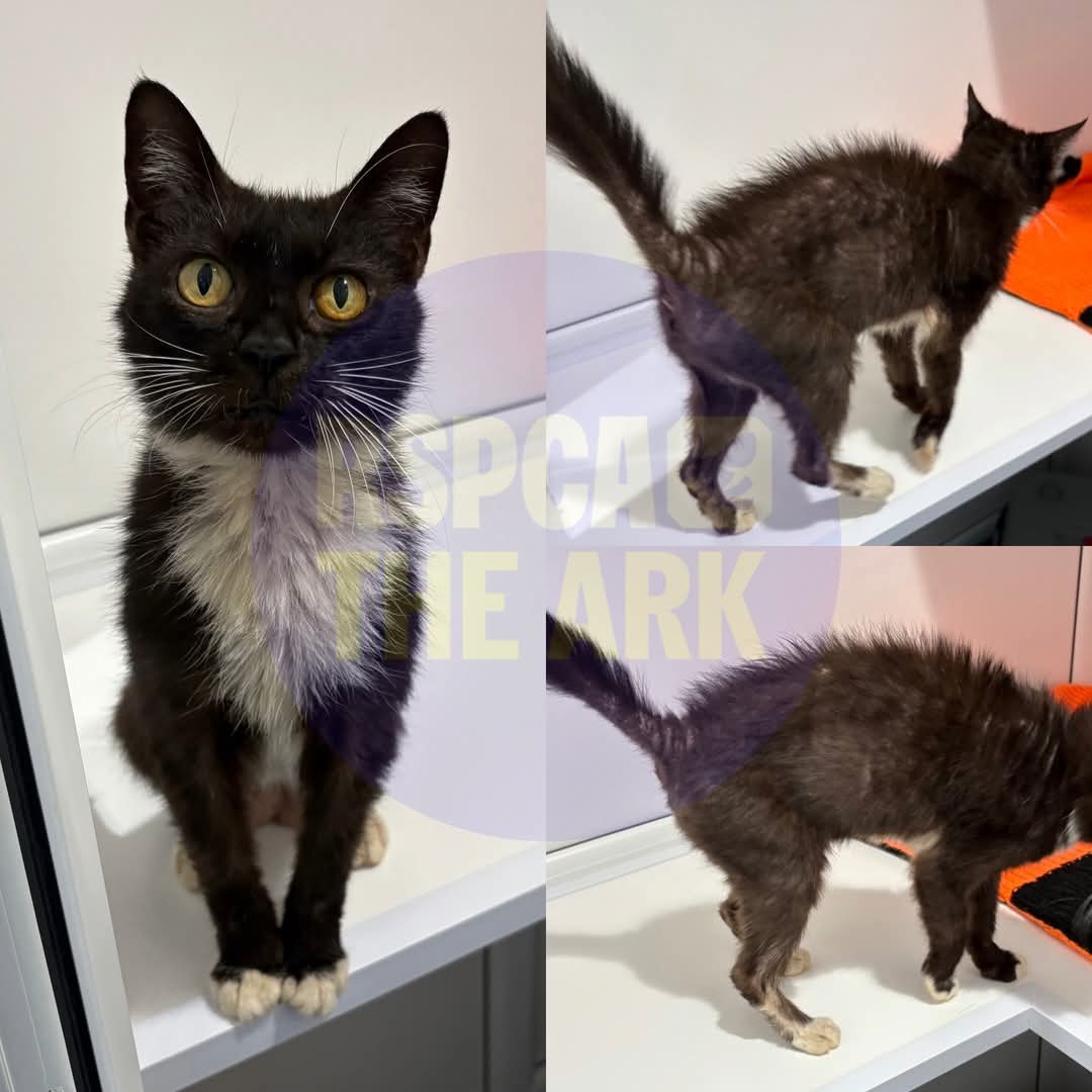 RSPCA Solent branch, Stubbington Ark (@rspca_theark) on Twitter photo A young female cat came to us on Saturday after being rescued from a tree in Simpson Close #Portchester. She is not chipped and is under our vet's care due to alopecia and sores all over her body. If you believe she could be your cat please email enquiries@rspcasolent.org.uk. A young female cat came to us on Saturday after being rescued from a tree in Simpson Close #Portchester. She is not chipped and is under our vet's care due to alopecia and sores all over her body. If you believe she could be your cat please email enquiries@rspcasolent.org.uk.