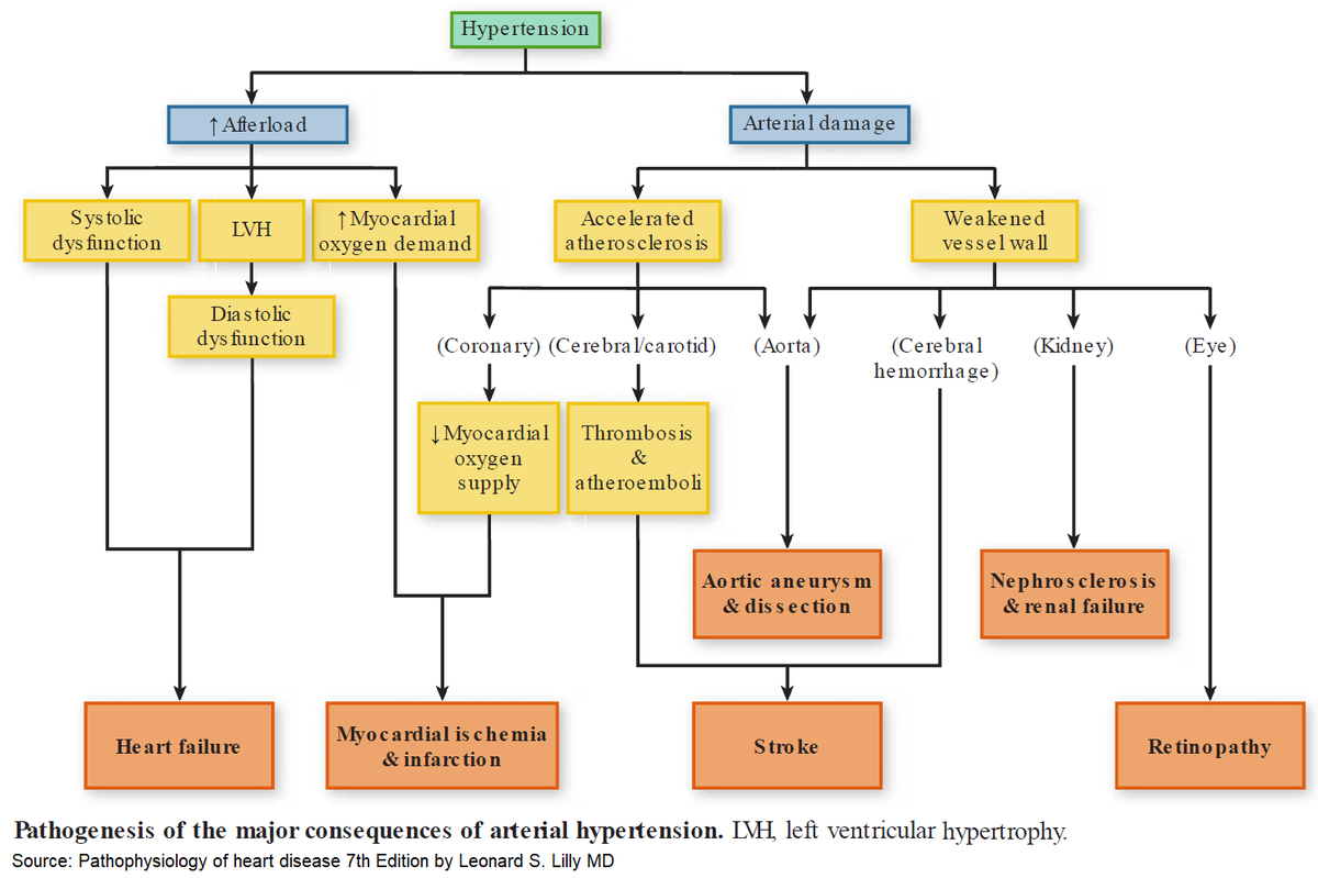 ManualOMedicine's tweet image. Pathogenesis of the Major Consequences of Arterial Hypertension

#medtwitter #foamed #usmle