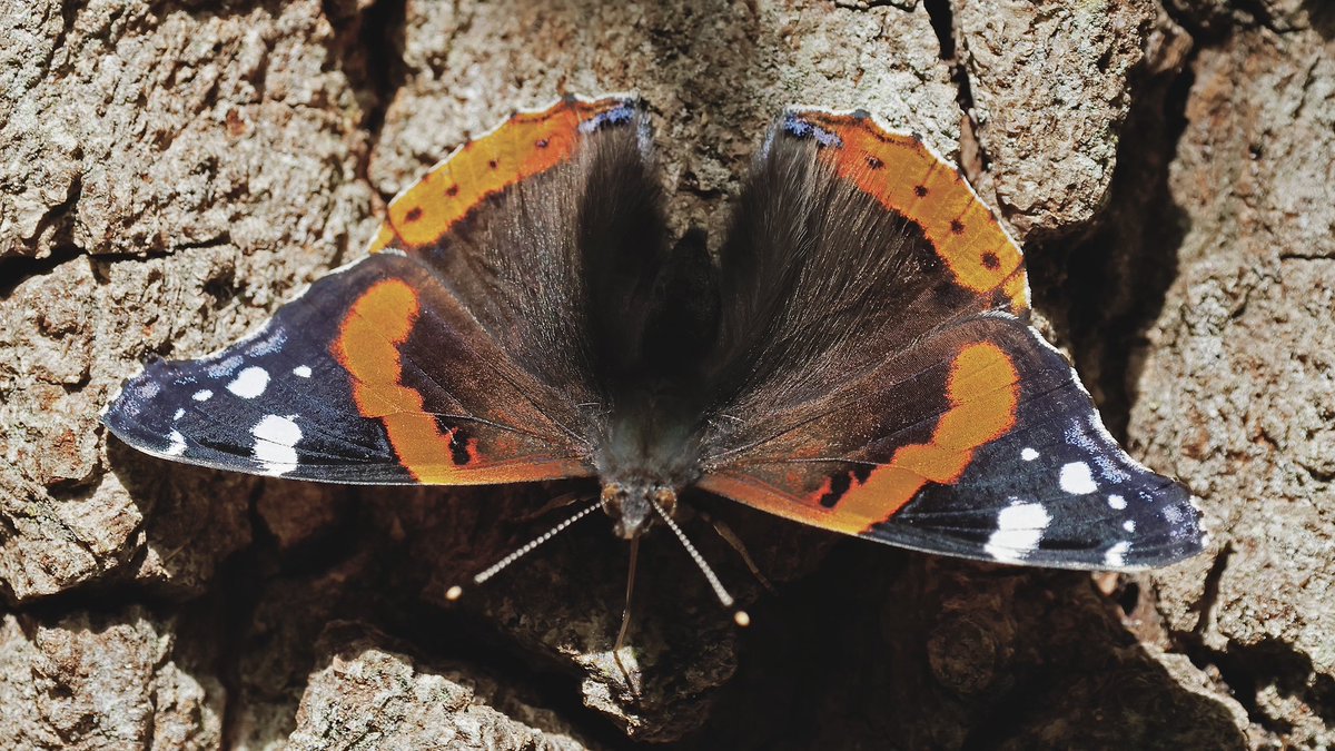 nikols_steve's tweet image. Red Admiral, Brandon Marsh. @BCWarwickshire @savebutterflies