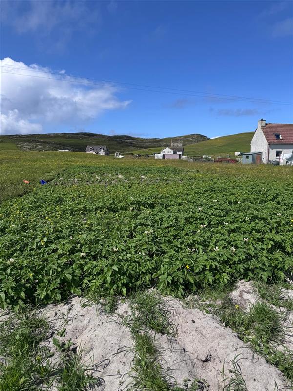 PCN Action Scotland attended the Isle of Barra &amp; Vatersay Science Festival last week. Spreading the word about what PCN are, the issue with ground keepers, and the importance of sourcing clean seed. We also sampled some local potato crops which all looked very healthy! 🪱🥔