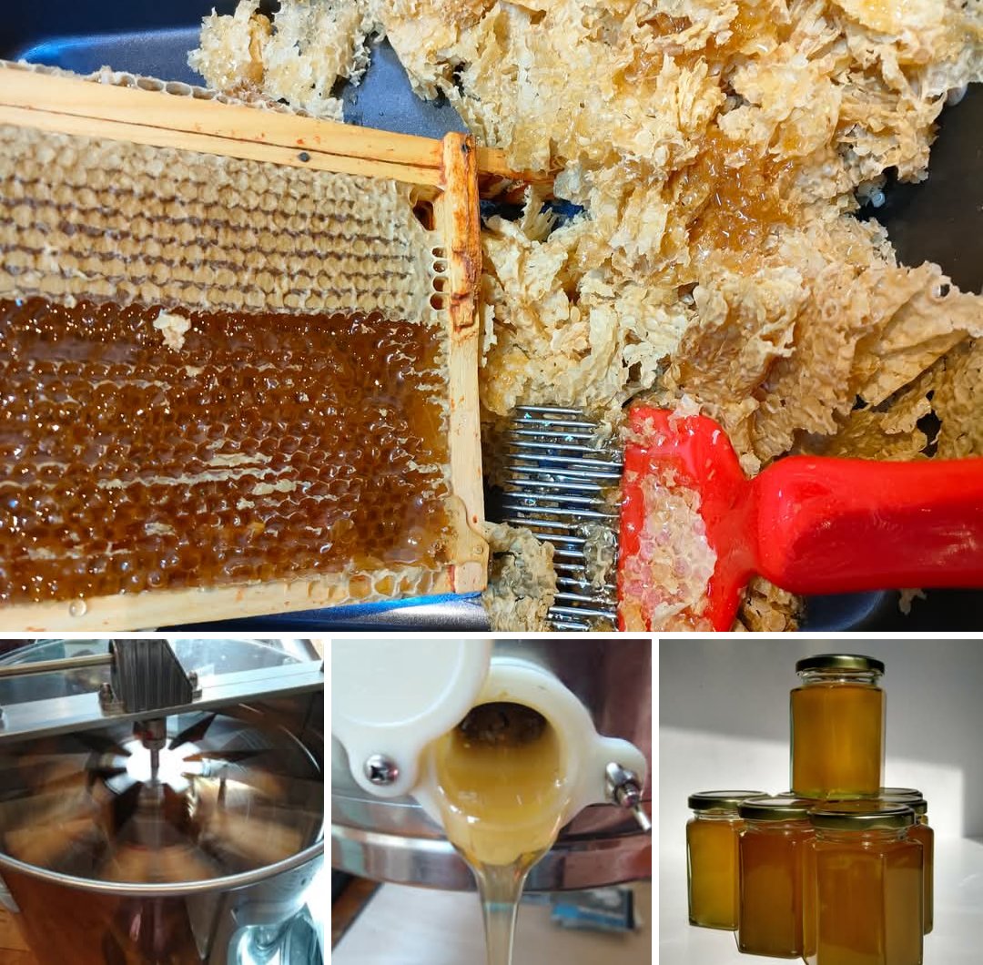 Often, at this time of year, beekeepers take on a different task and begin extracting and processing the excess honey that colonies have produced.
Food hygiene is of paramount importance in this sticky and rather messy process to produce a delicious genuine local product.