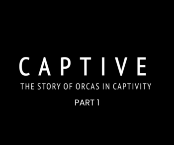 MC_org's tweet image. CAPTIVE – Part 1 has now been released. A powerful documentary film that delves into the controversial issue of orcas in captivity, exploring the profound physical and psychological effects of confinement on these highly intelligent marine mammals.
marineconnection.org/captive-part-1…