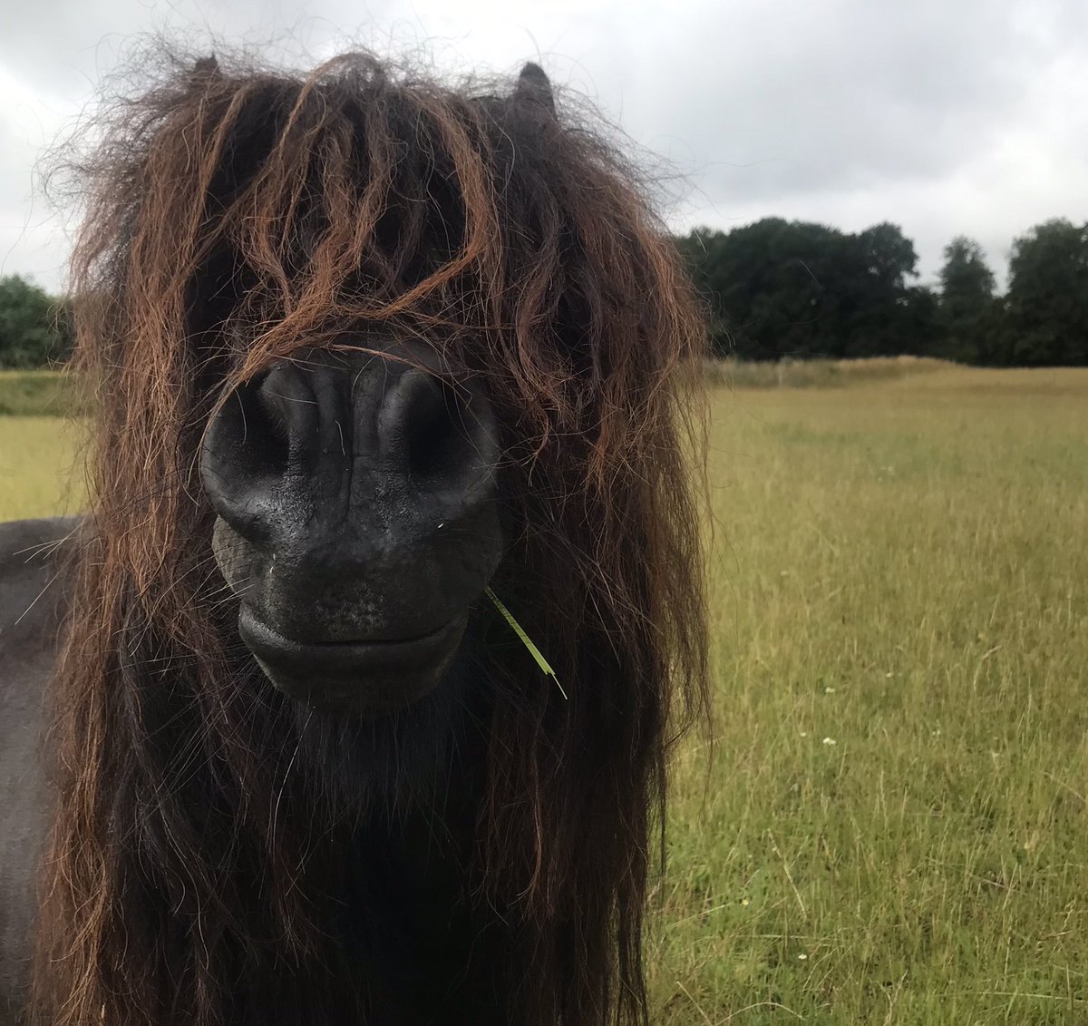 I see incoming rain. 🌧 Nice! 
#ponyhour #MondayMotivation #ShetlandPony