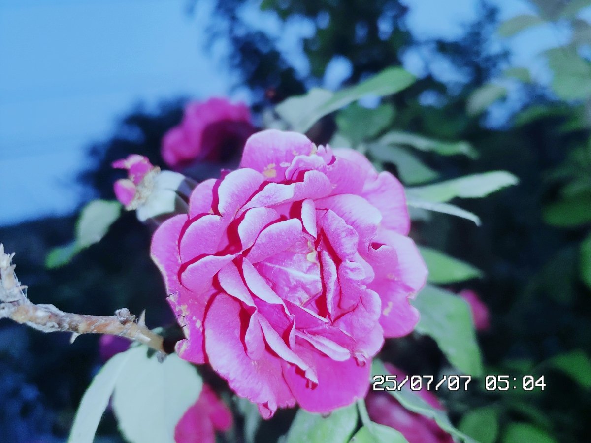 wh0re_EvilPeter's tweet image. #flower ...🌸