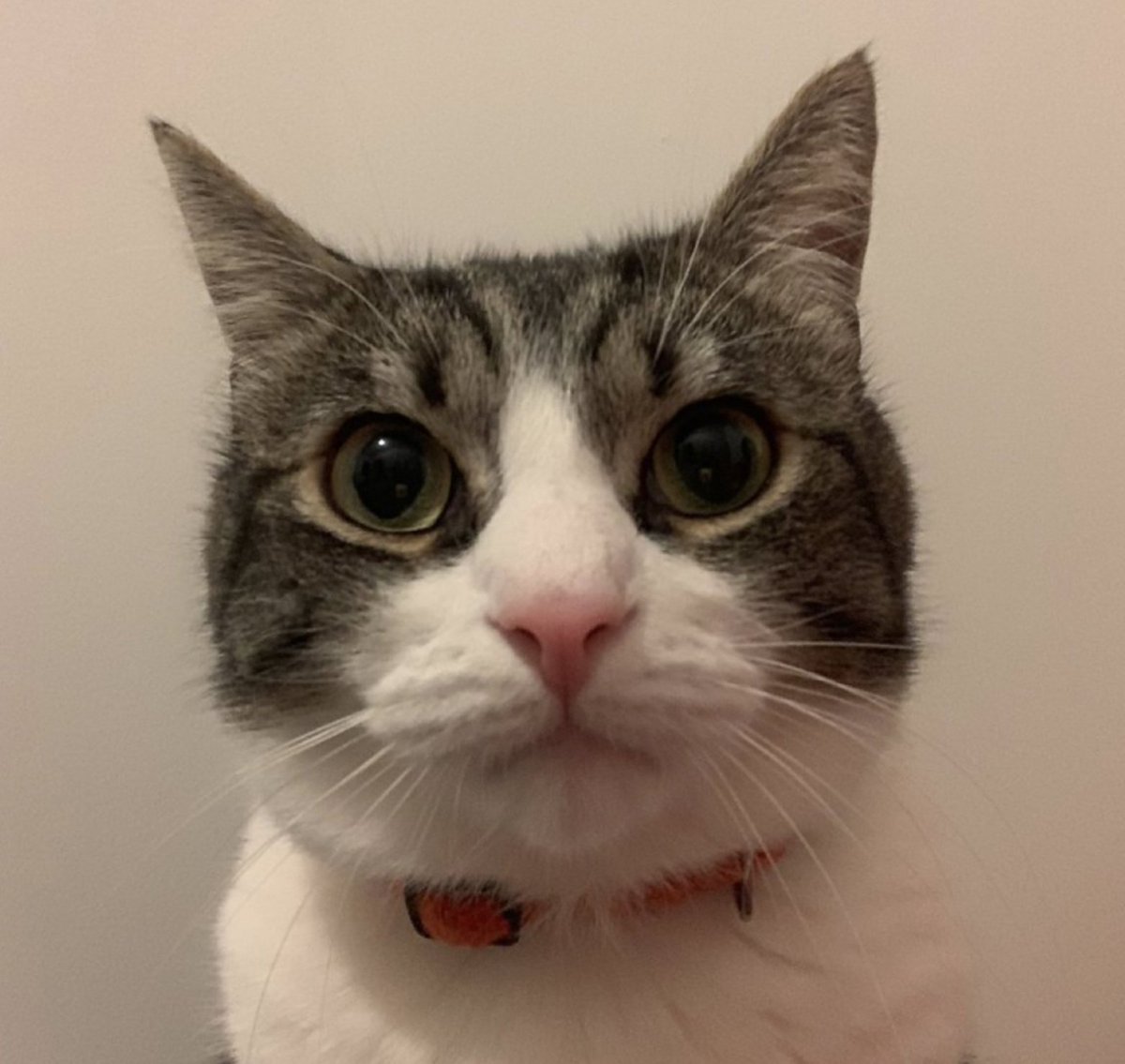 Heeeee, vonderLeyen: Überraschung!

Durch ihre Sprecherin lässt Kommissionspräsidentin vonderLeyen mitteilen, dass sie der Abstimmung über den Misstrauensantrag am Donnerstag in Straßburg nicht beiwohnen wird.

Vergleicht man die geheuchelte demokratische Demut und den