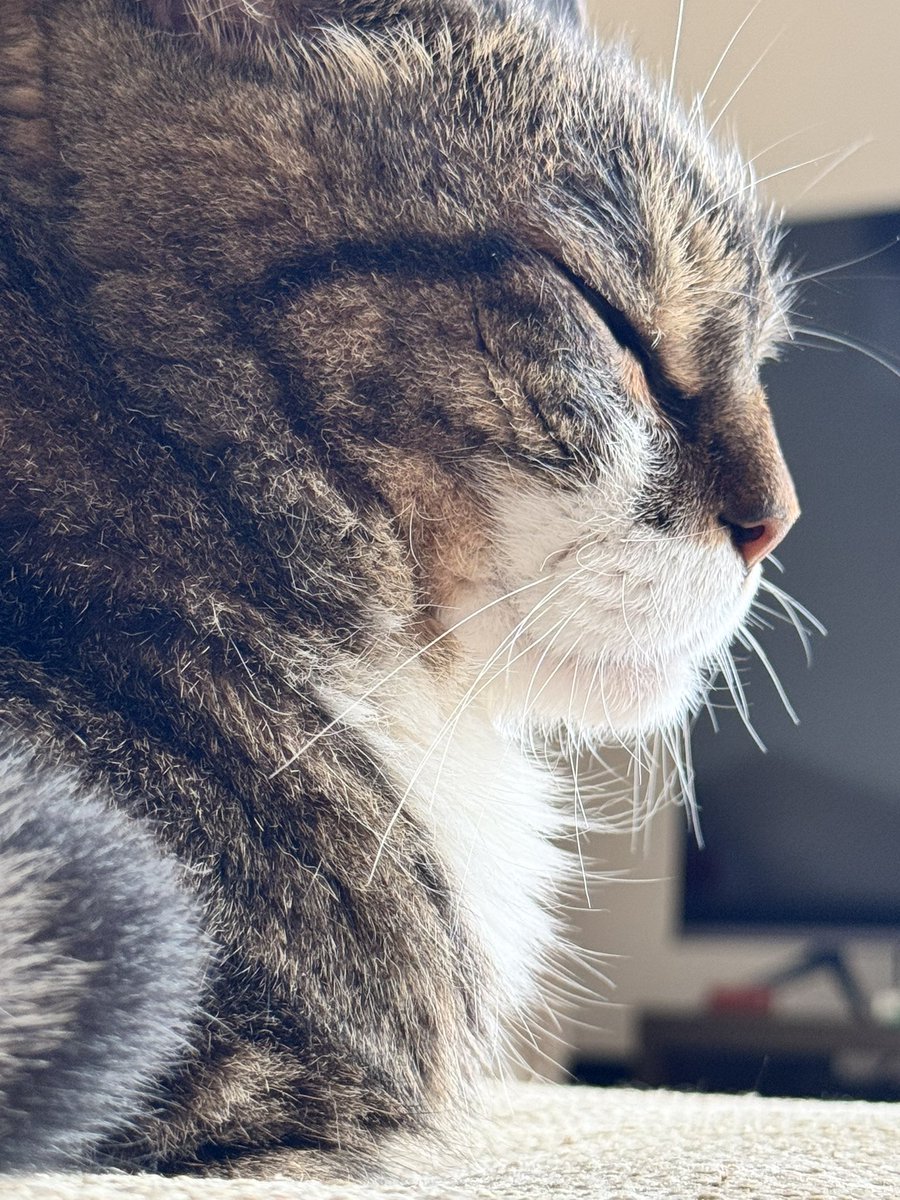 空腹に…耐えてます…にゃお！