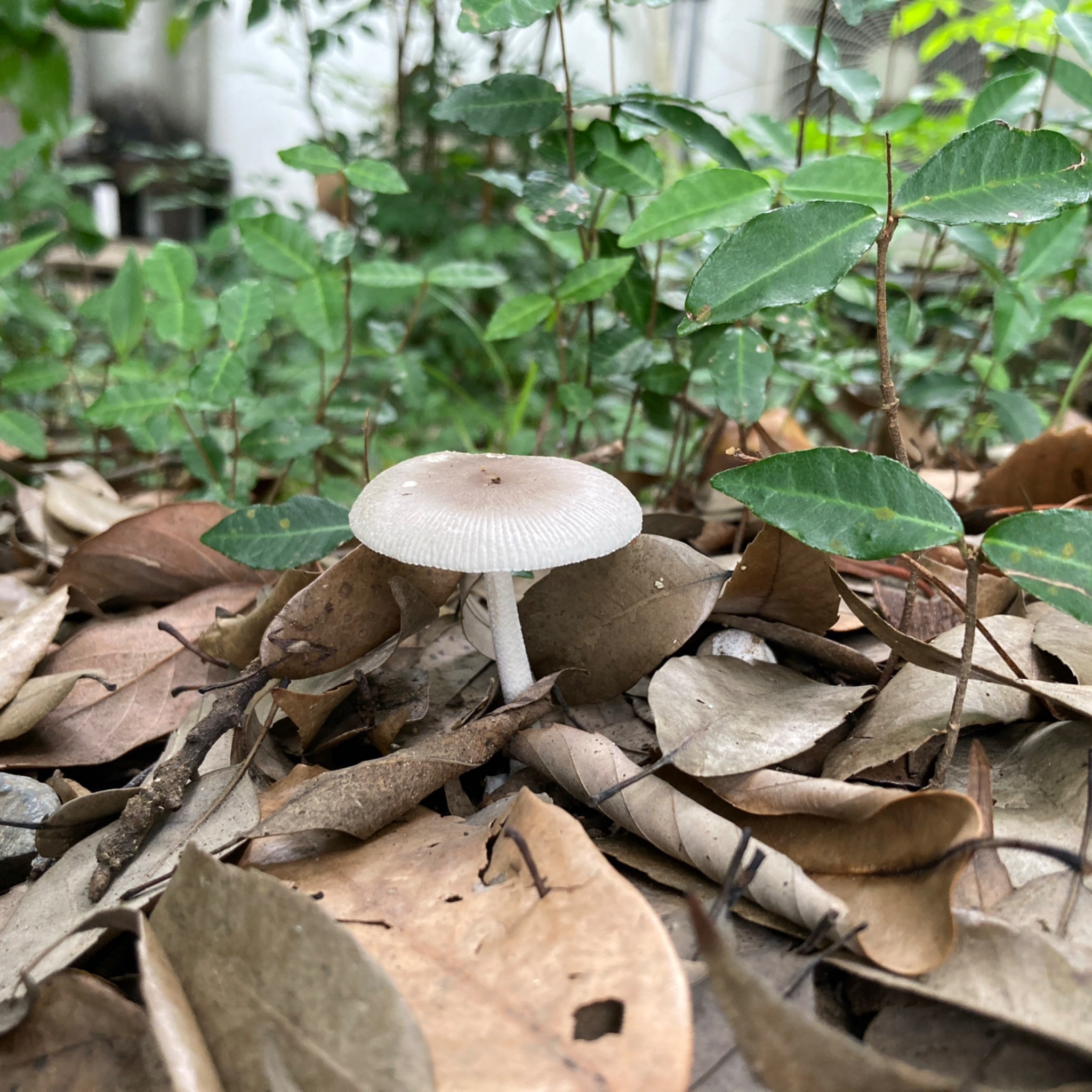 I went mushroom hunting and there was a bumper crop of