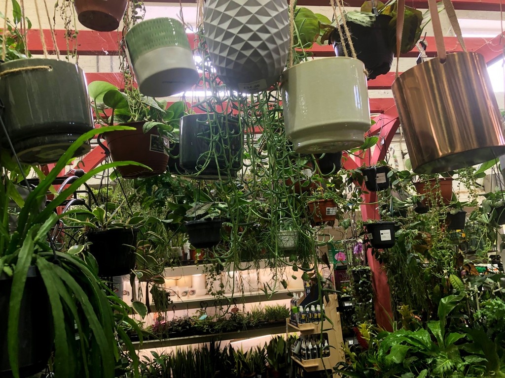 The indoor #hangingplant section has been revamped to be more browsable for you!  Some fantastic #plants &amp; #pots - Come in &amp; find your perfect houseguest! #indoorplants
#gardencentre #since1983 #socialenterprise #camden #trainingandemploymentopportunities #house_plant_ community