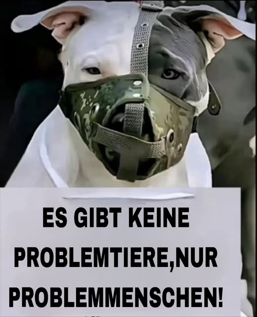 yolanda schultes (@yolandaschultes) on Twitter photo 