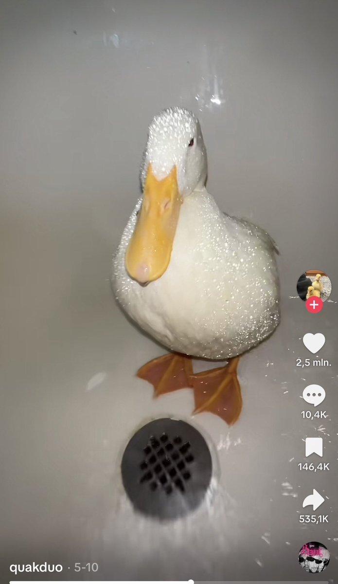 SwordMotion's tweet photo. @SolportTom Hey Tom we still dont have a duck runner on bonk.
ExnNnP5mpv4MwMUM8QrYbG5PMyGSq7GcU9SrhVnabonk
$quaks #quaks
Tiktok very active their videos have millions of views.
https://t.co/j9RVH9szt5 https://t.co/LyCJifgIYJ