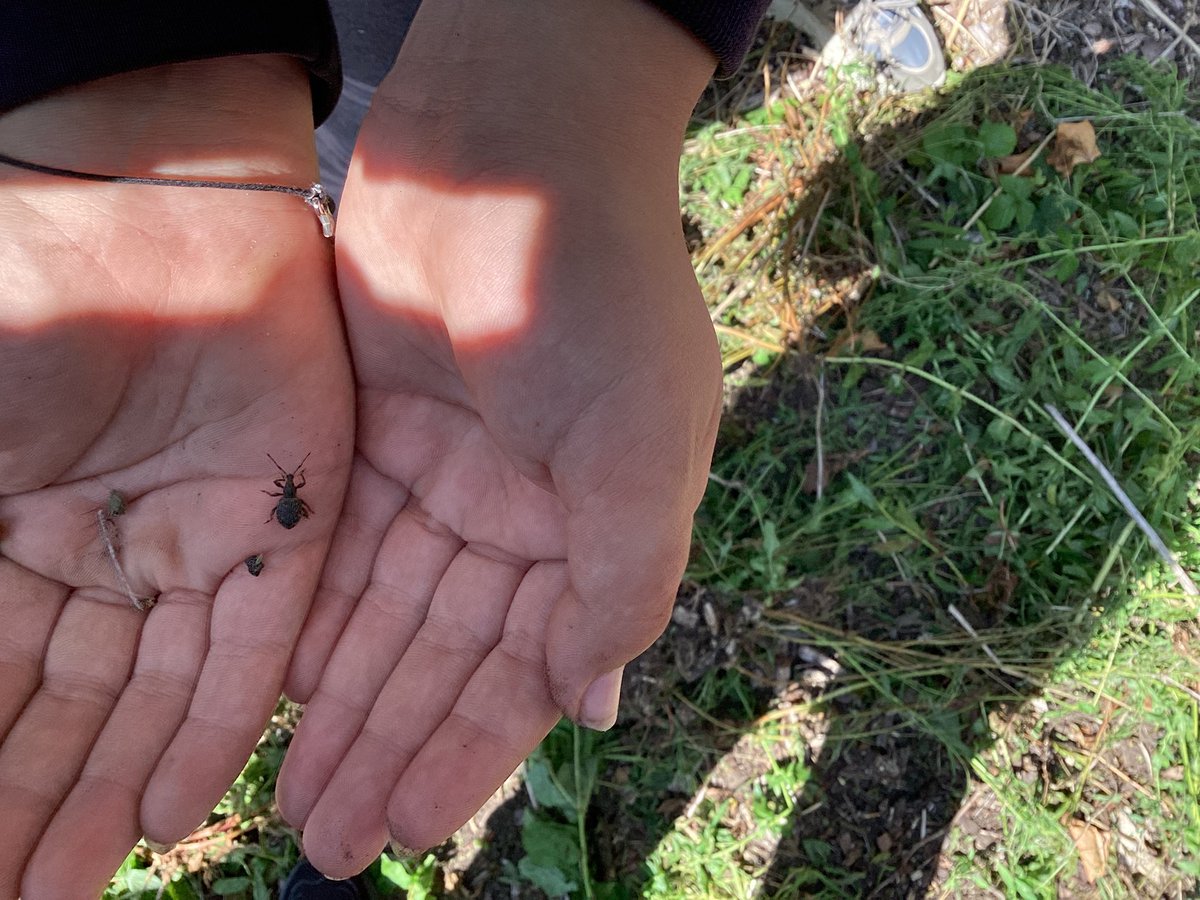 Ince CE Primary and Nursery School tweet media