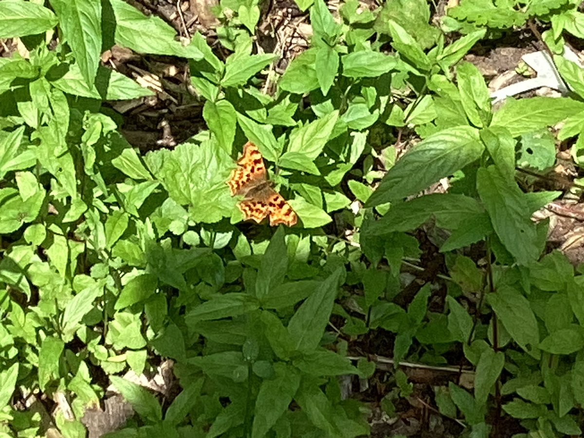 Ince CE Primary and Nursery School tweet media