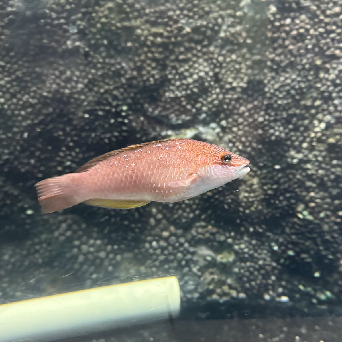 Shinagawa_Aqua's tweet image. 今日は七夕🎋🌌
星に願いを…ということで、しながわ水族館にいる、名前に「ホシ」のつく魚たちを紹介します💫
順番に【ホシエイ】、【クロホシイシモチ】、【ホシササノハベラ】、【ホシギンポ】です🐟
ぜひしなすいに遊びに来た際は、探してみてくださいね‼️👀🔍
皆さんの願いが叶いますように⭐️