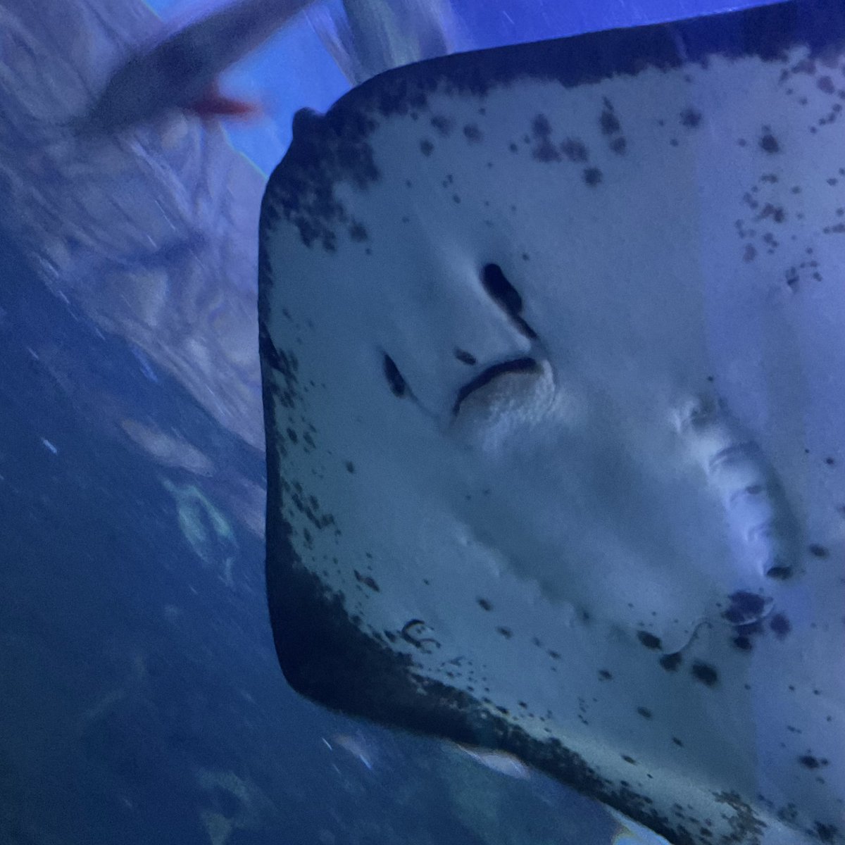 Shinagawa_Aqua's tweet image. 今日は七夕🎋🌌
星に願いを…ということで、しながわ水族館にいる、名前に「ホシ」のつく魚たちを紹介します💫
順番に【ホシエイ】、【クロホシイシモチ】、【ホシササノハベラ】、【ホシギンポ】です🐟
ぜひしなすいに遊びに来た際は、探してみてくださいね‼️👀🔍
皆さんの願いが叶いますように⭐️