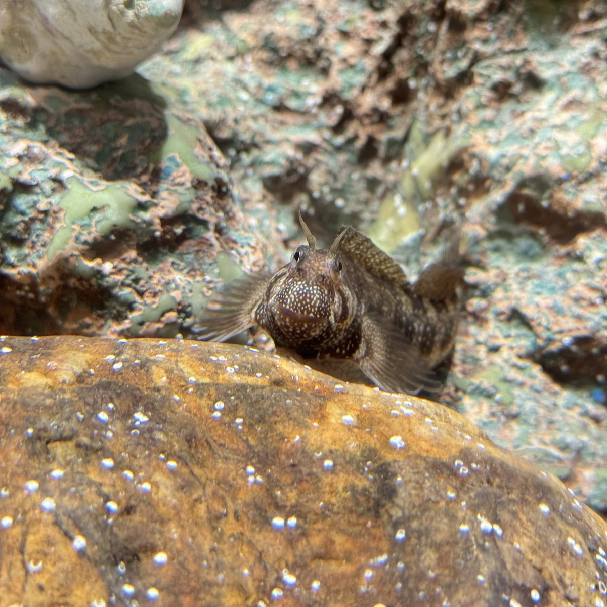 Shinagawa_Aqua's tweet image. 今日は七夕🎋🌌
星に願いを…ということで、しながわ水族館にいる、名前に「ホシ」のつく魚たちを紹介します💫
順番に【ホシエイ】、【クロホシイシモチ】、【ホシササノハベラ】、【ホシギンポ】です🐟
ぜひしなすいに遊びに来た際は、探してみてくださいね‼️👀🔍
皆さんの願いが叶いますように⭐️
