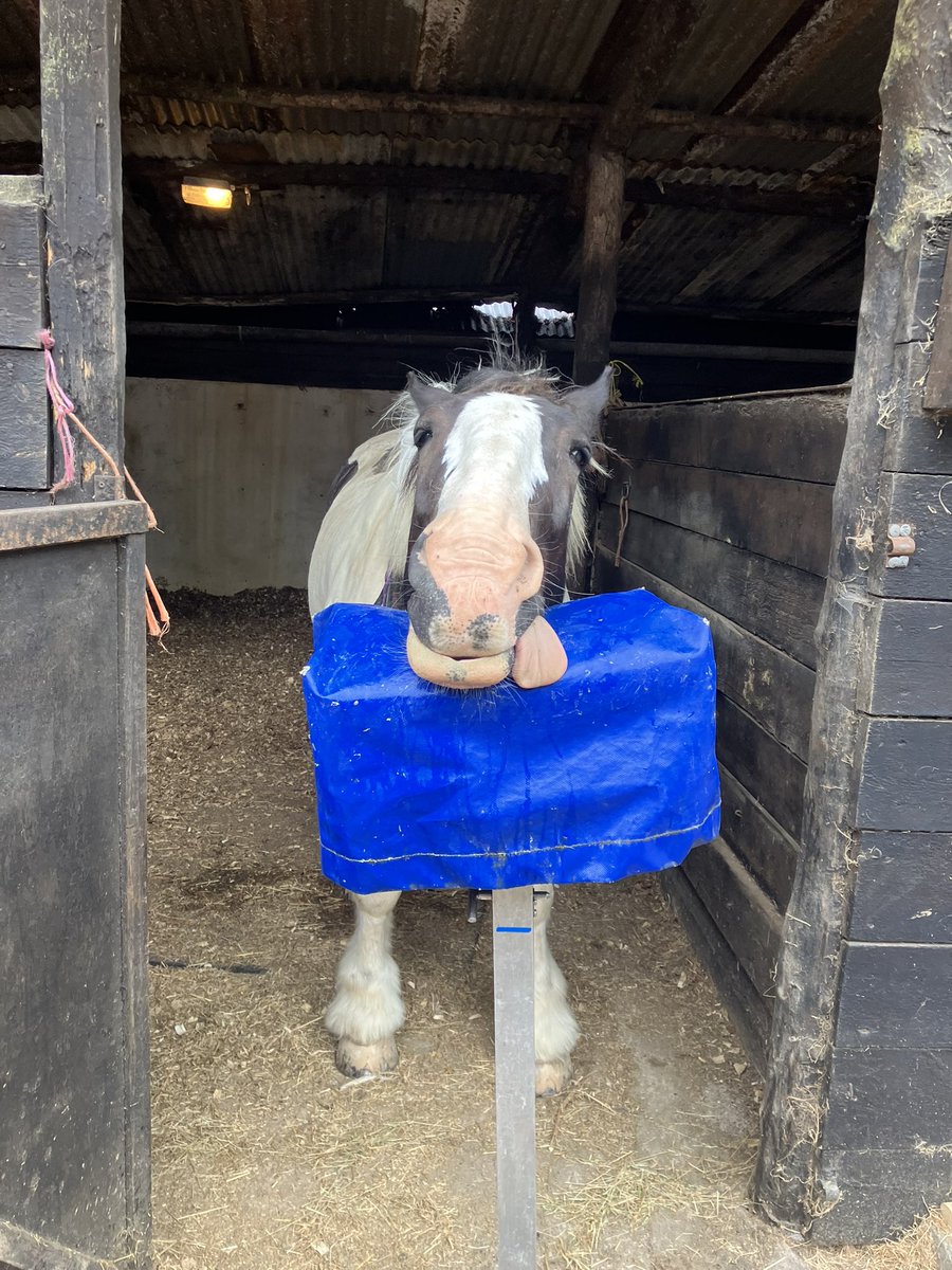 Poor Jackson dentist teeth rasped still very sleepy but all good . Phew