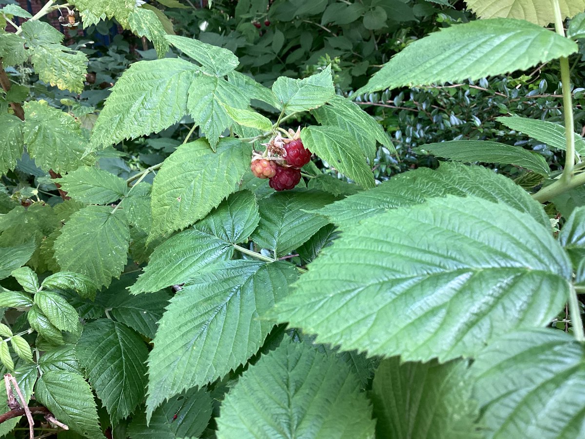 Ince CE Primary and Nursery School tweet media