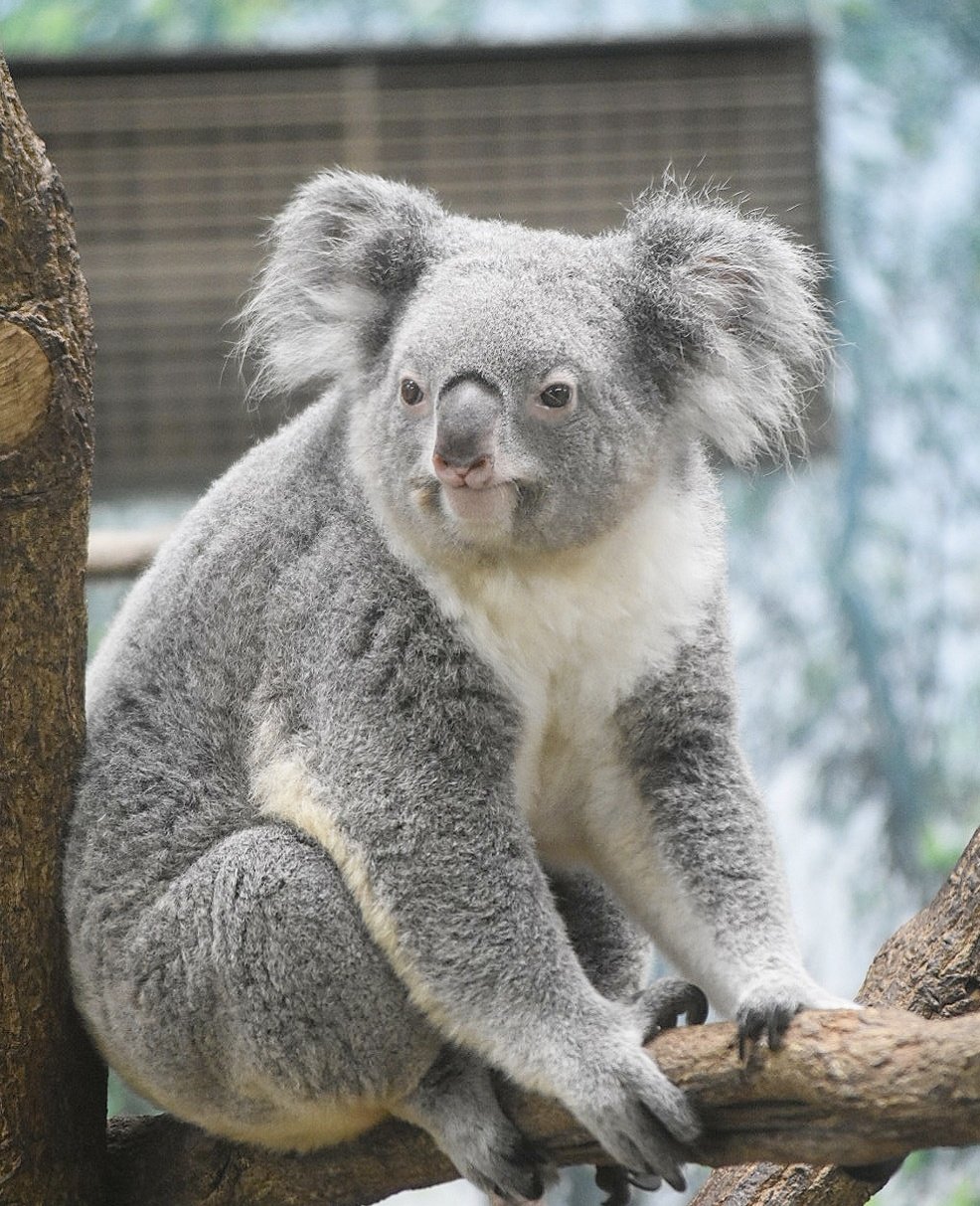 みっちゃんコアラ 🐨やしじゅん🐨コアラー(2025もコアラ年) | 地面に降りたイツキ