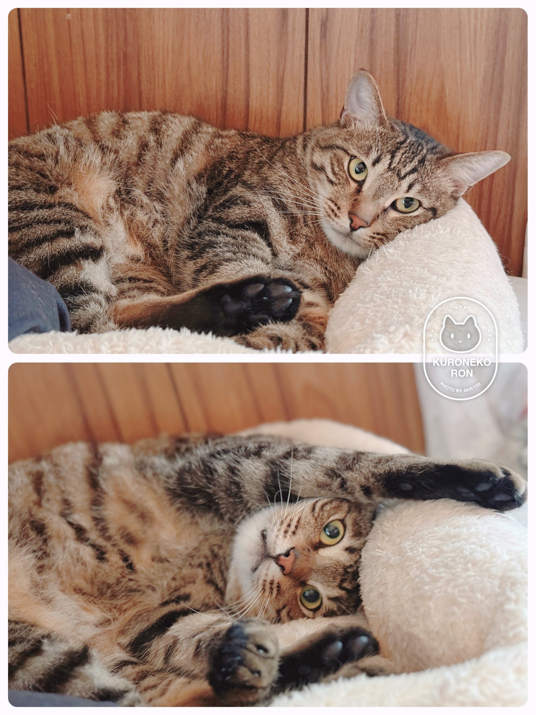 あやねこオーダーページ 藤 あや子🐾 on X: 