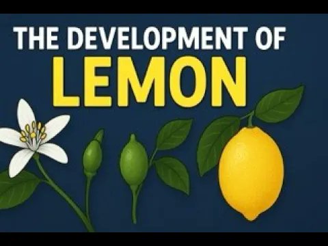 You’ve heard “when life gives you 🍋🍋🍋…”—but what if life never gave us lemons at all? In this episode of Midnight Questions, we break down how lemons are a human-made hybrid, not a natural fruit. Learn how ancient botanists created lemons by crossing citron and bitter orange,