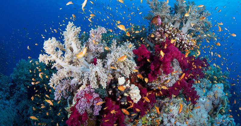 globalcommonshq's tweet photo. 🪸 Coral reefs are approaching a tipping point, with half of the total area of live coral already lost and more at risk.

In an interview for The Guardian, Earth Commissioner David Obura warns we need urgent action to protect the societies &amp; economies that depend on the ocean. 👇
