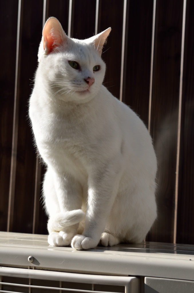 猫ハウス&キャットタワー 四角BOX③上扉丸 ｜ 猫のための木工所