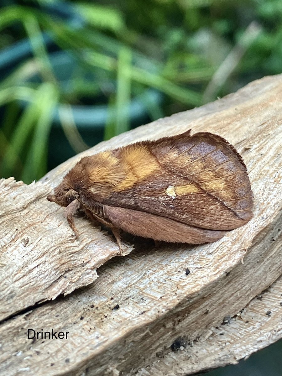 philjo61's tweet image. Drinker in Saturday nights trap probably the best Moth I’ve caught in my suburban garden.#MothMonday #MothsMatter #NatureGuide