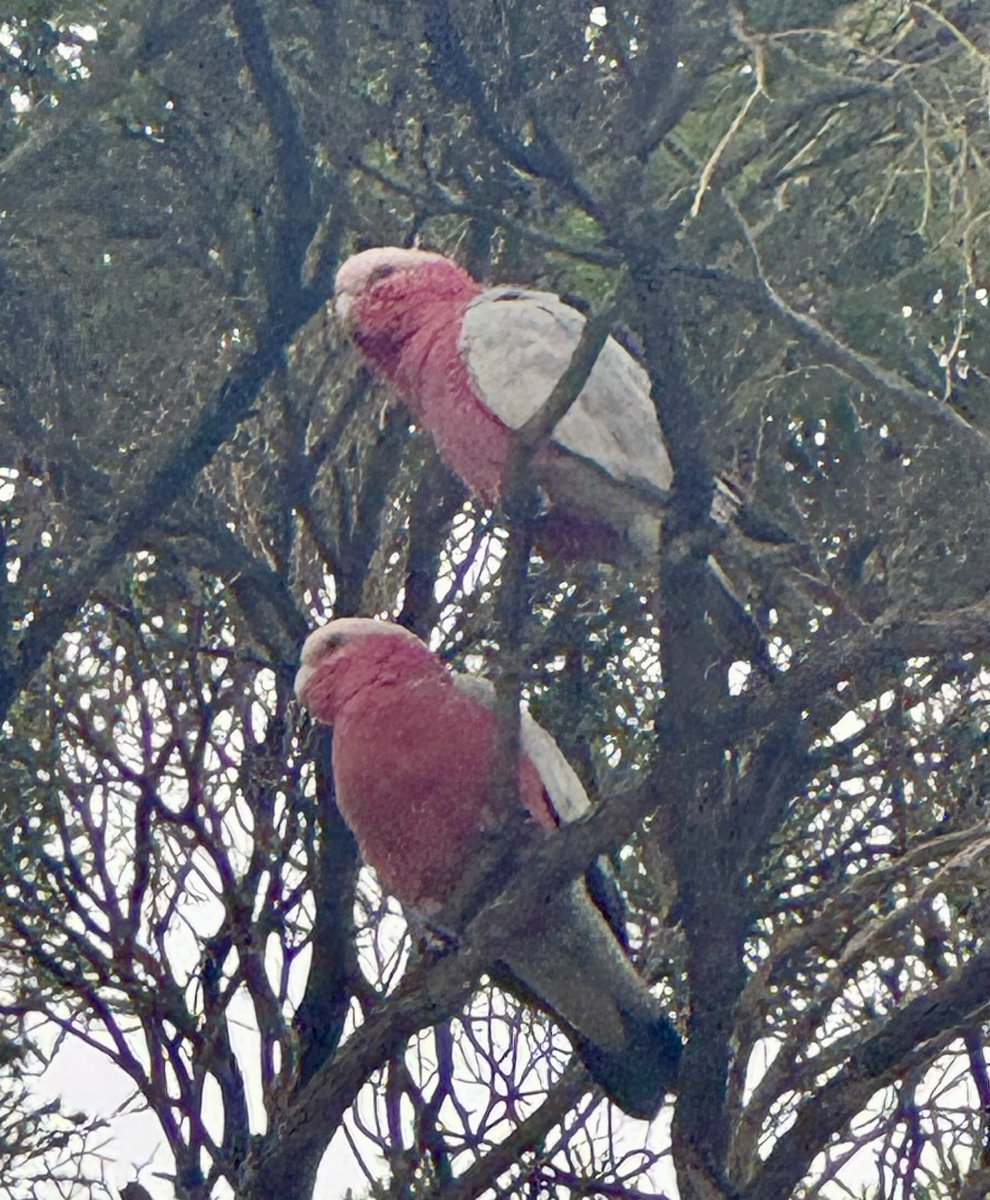 Some of the local birdlife.
 A pied butcherbird and a few galahs paid a visit.