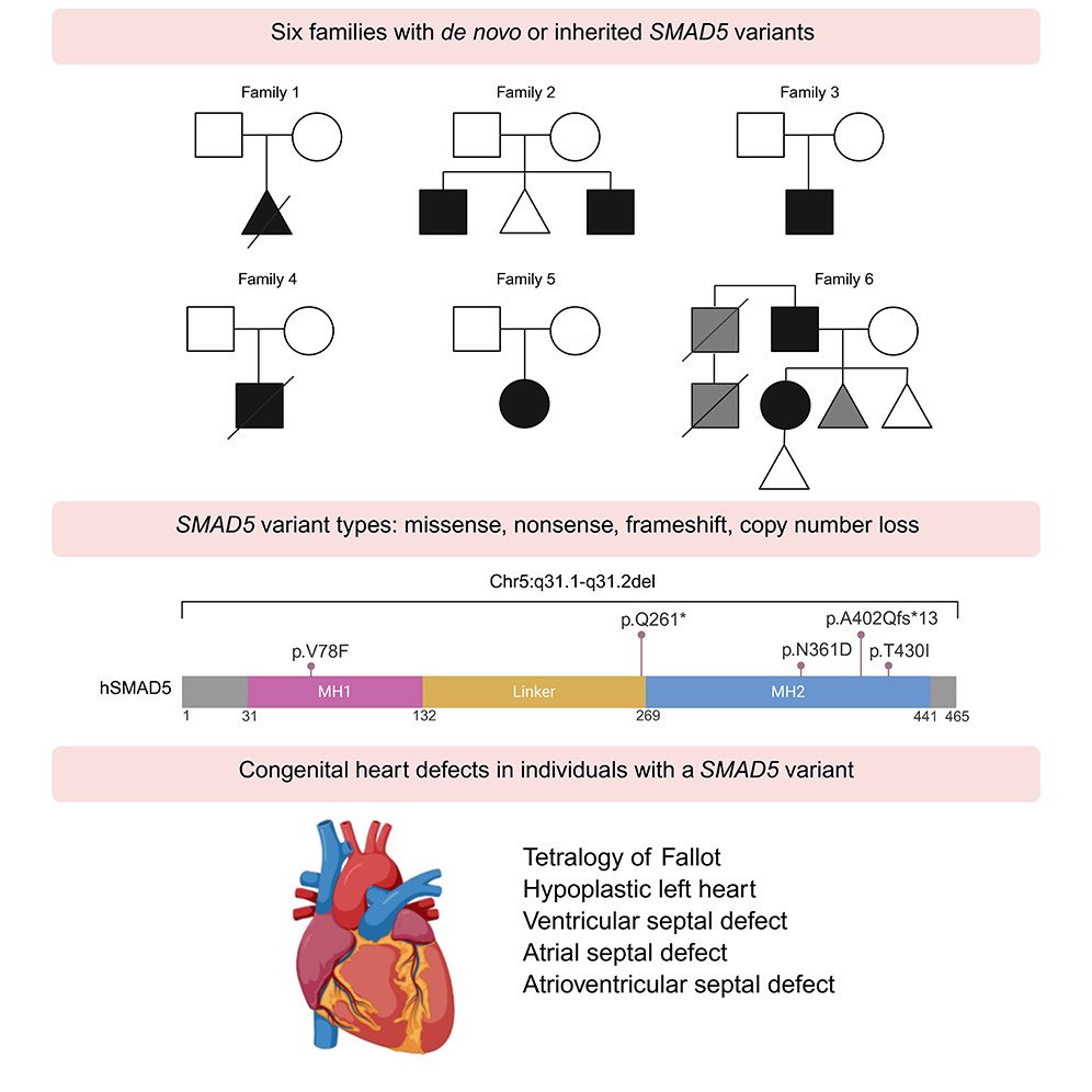Haploinsufficient variants in SMAD5 are associated with isolated congenital heart disease #RareDisease #Genetics #morbidgene cell.com/hgg-advances/f…