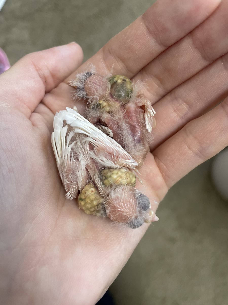 piyofish157's tweet image. にゅぷのお薬が赤ちゃんたちに流れると困るので、予定より少し早いけど残り2羽も巣上げ。
3期目にしてよかったのは、普通の餌とは別に粟玉入れを設置したこと。いつも空っぽになるほど使ってくれて、最後までそのうたっぷりだった☺️
にゅぷ、こぷり、お疲れ様✨
