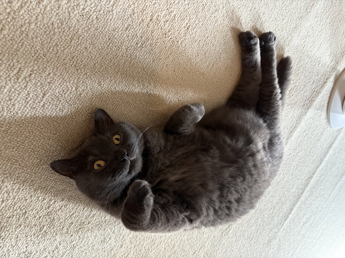 バンチャ( ^^) _旦~~🌞🌙

仕事中に銀汰の現状写真送られてきてたんだが
人の心とか無いんか・・・・(´；ω；`)ｳｩｩ

銀汰元気そうだなぁオイィイイイ🐈

#独身生活
#猫が居た暮らし
#離40