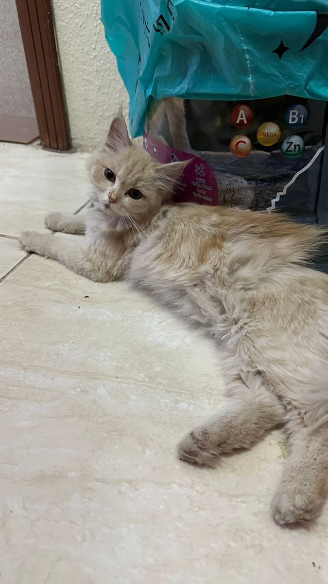 حنان الحربي 🐈 tweet media