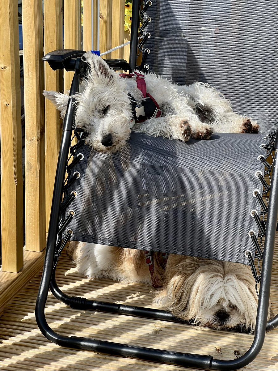 Mornin’ 🐶🐶😀