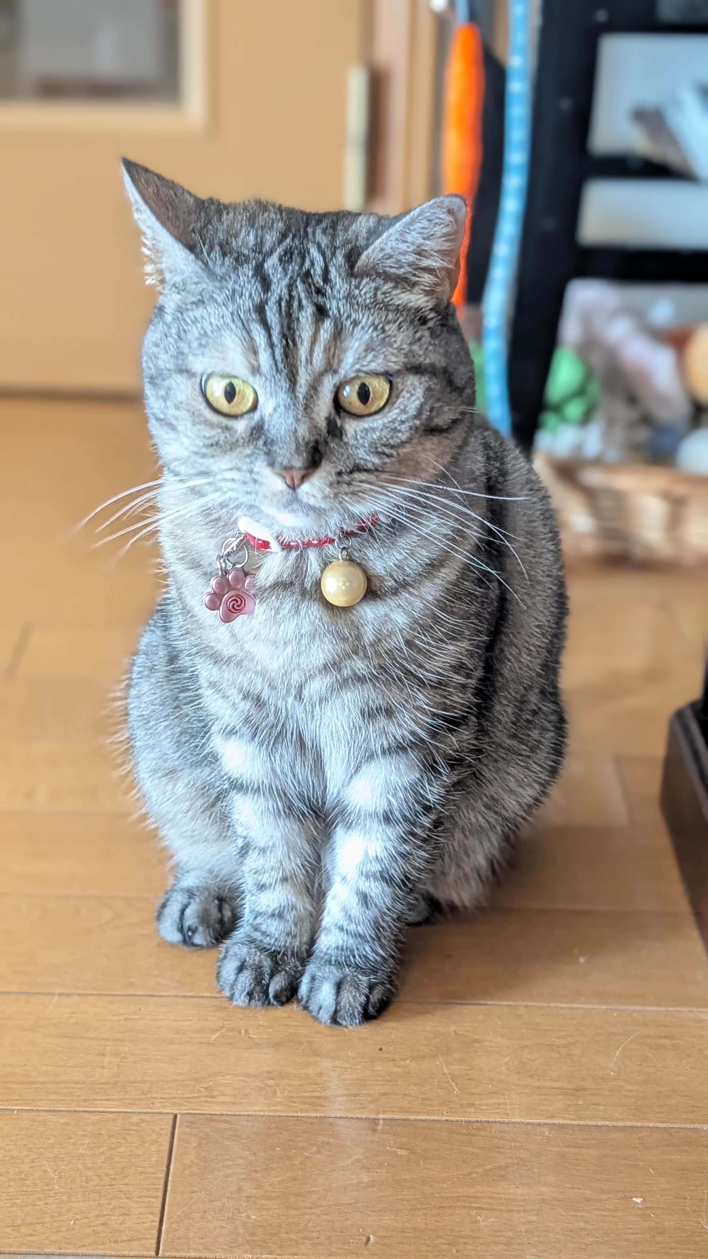 ねこさん⚡(ΦωΦ) on X: 