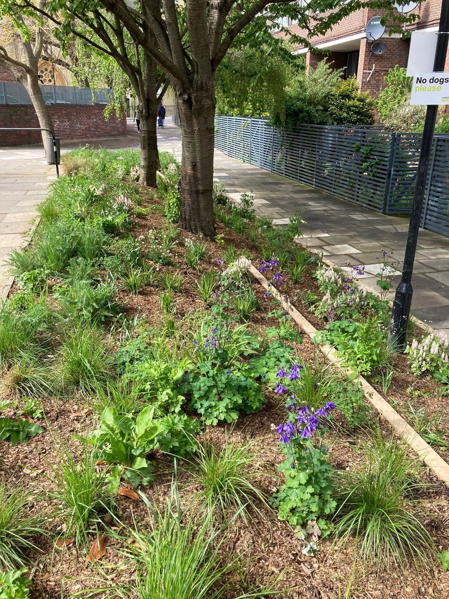 MeristemDesign's tweet image. Tiered, planted, and perfectly practical 🌱
Our terraced rain garden at Lancaster West manages rainwater across multiple levels - a vibrant and functional twist on traditional SuDS, helping to enhance #climateresilience and boost #biodiversity.
#RainGarden #SuDS #UrbanGreening