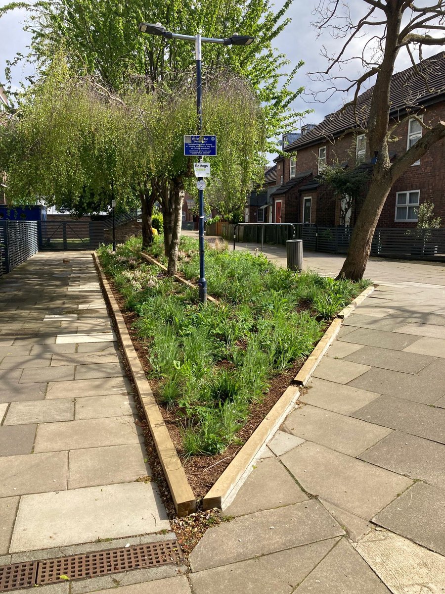 MeristemDesign's tweet image. Tiered, planted, and perfectly practical 🌱
Our terraced rain garden at Lancaster West manages rainwater across multiple levels - a vibrant and functional twist on traditional SuDS, helping to enhance #climateresilience and boost #biodiversity.
#RainGarden #SuDS #UrbanGreening