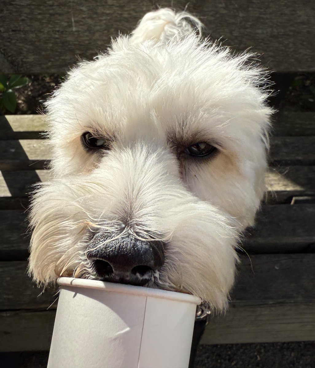 themayhew's tweet image. How lovely are these photos of Roland enjoying a pup cup and some sunny adventures? ☀️ Since being rehomed last year, Roland has settled in so well and we are so pleased to see him living the happy life he deserves. 💜 #HappilyRehomed