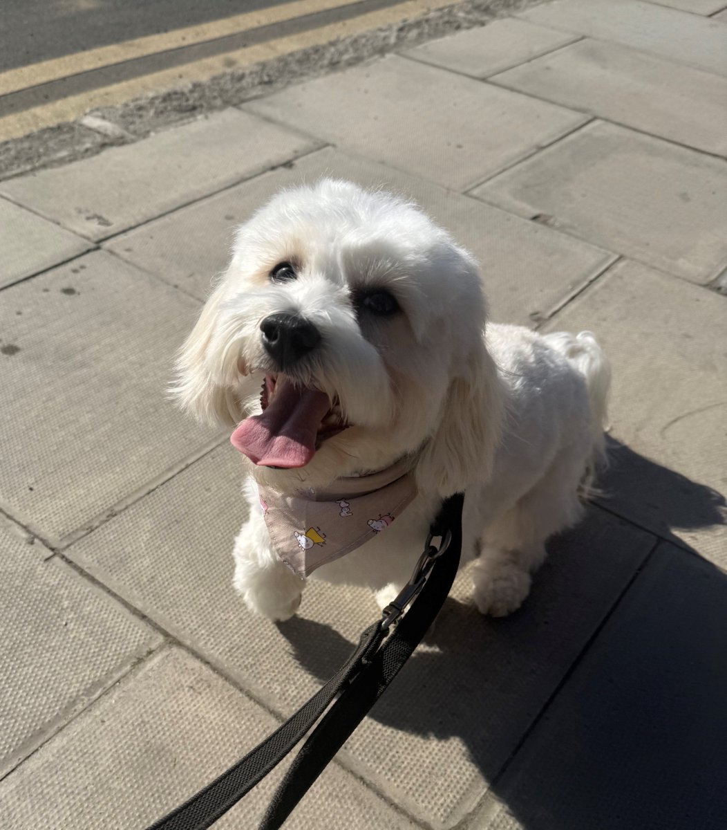 themayhew's tweet image. How lovely are these photos of Roland enjoying a pup cup and some sunny adventures? ☀️ Since being rehomed last year, Roland has settled in so well and we are so pleased to see him living the happy life he deserves. 💜 #HappilyRehomed