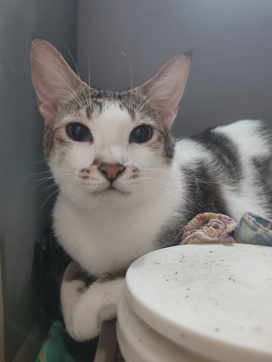 Henlo (*´∨`*) how r chuu?