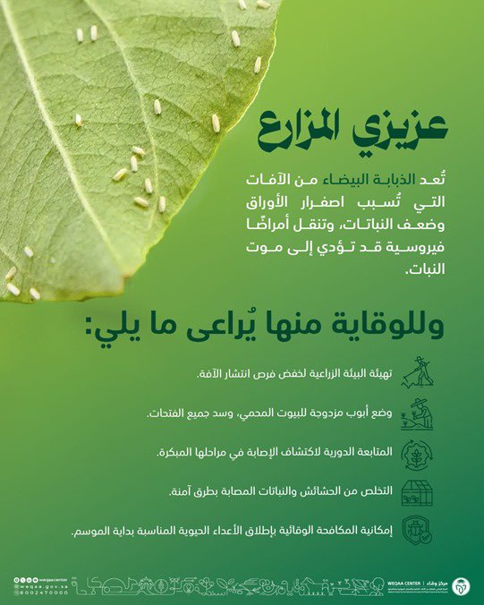 عزيزي المُزارع .. لمنع إصابة محاصيلك بآفة #الذبابة_البيضاء احرص على مكافحتها باتباع برنامج إدارة متكاملة لها.
#وقاء 
#توعية_وتثقيف
#الصحة_النباتية