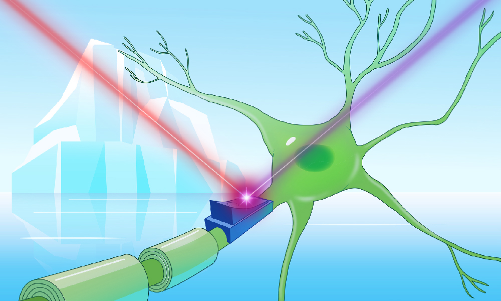 embl's tweet image. EMBL Hamburg scientists have discovered a group of mysterious microbial cold-loving molecules, ‘cryorhodopsins’ with extraordinary abilities.
They are the first observed molecules that can act as both on and off switches for electrical activity in cells.
embl.org/news/science-t…